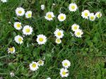 Gänseblümchen