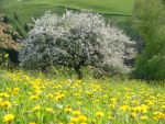 Apfelblüte