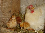 Nachwuchs im Hühnerstall