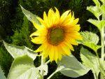 Sonnenblume